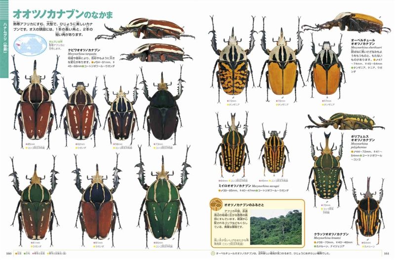 小学館の図鑑neo カブトムシ クワガタムシ 小池啓一 新開孝 筒井学 絵本のギフト通販 クレヨンハウス