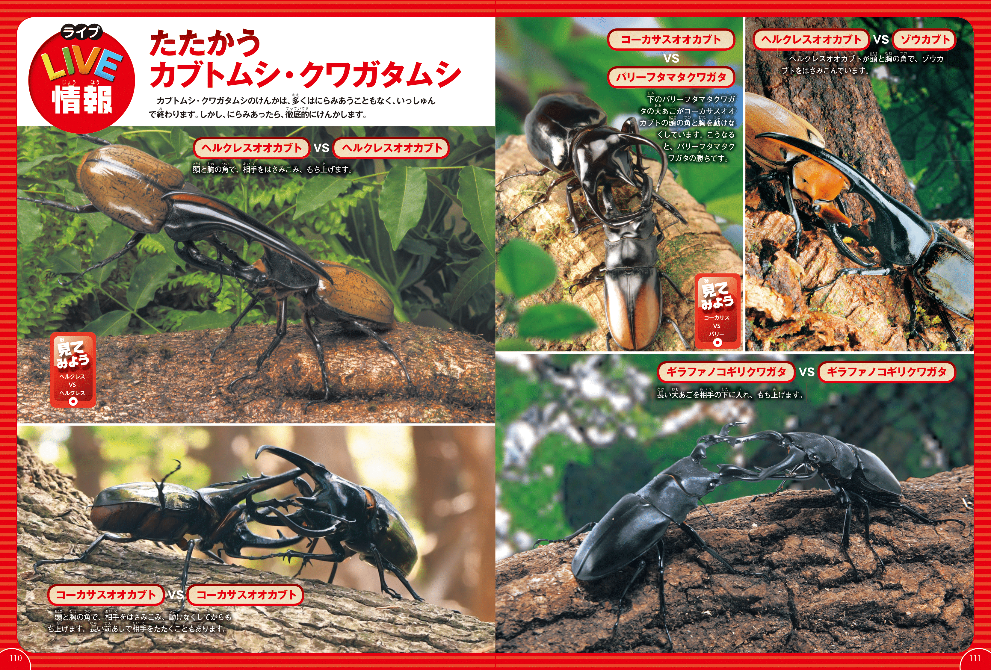 学研の図鑑live ライブ カブトムシ クワガタムシ Dvdつき 岡島秀治 絵本のギフト通販 クレヨンハウス 学研の図鑑live ライブ カブトムシ クワガタムシ Dvdつき 岡島秀治 絵本のギフト通販 クレヨンハウス